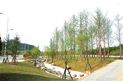 都梁新區(qū)沿福德大道段綠化工程預(yù)計(jì)4月建成投用，打造生態(tài)宜居新畫卷